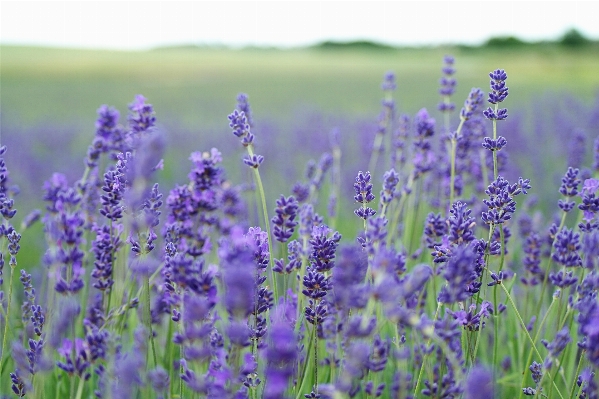 Foto Grama florescer plantar campo