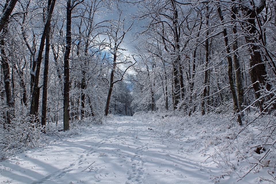 Drzewo natura las ścieżka