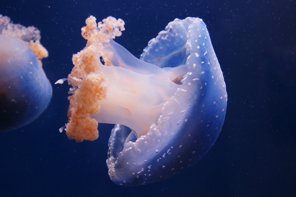 Underwater biology jellyfish blue