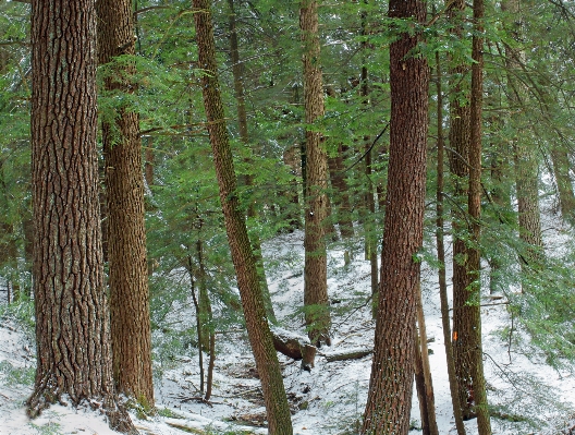 Tree nature forest wilderness Photo