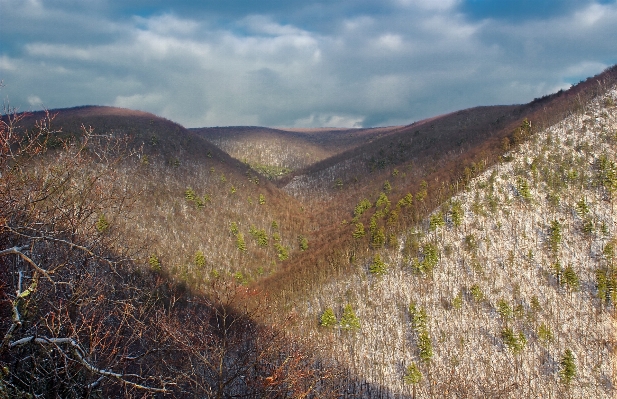 Foto Paisagem árvore natureza grama