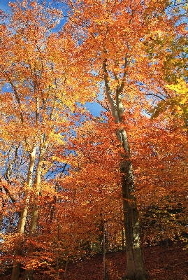 Tree nature forest branch Photo