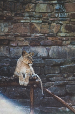 Foto Satwa margasatwa kebun binatang kucing