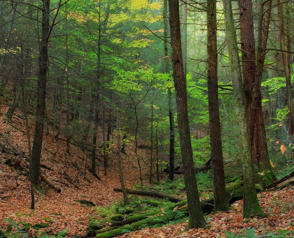 Tree nature forest wilderness