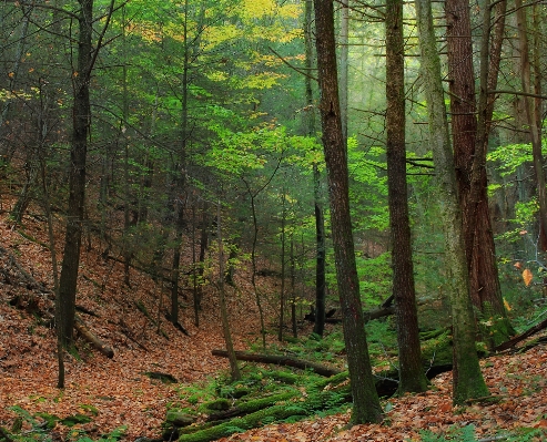 Baum natur wald wildnis
 Foto