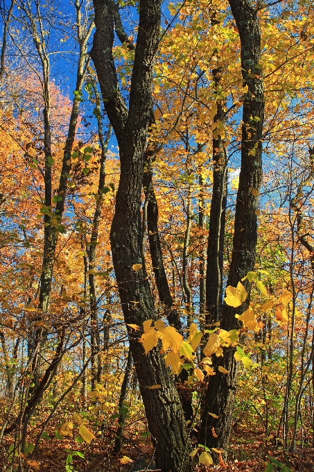 árbol naturaleza bosque rama