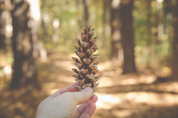 Tree nature forest grass Photo