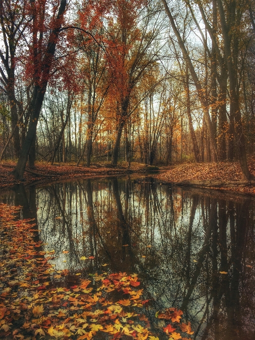 Drzewo natura las bagno