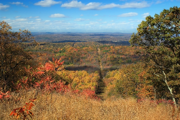 Landscape tree nature forest Photo