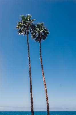 Beach sea tree ocean Photo