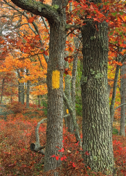 Baum natur wald zweig