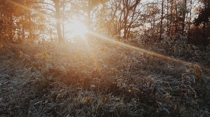 Tree nature forest grass Photo