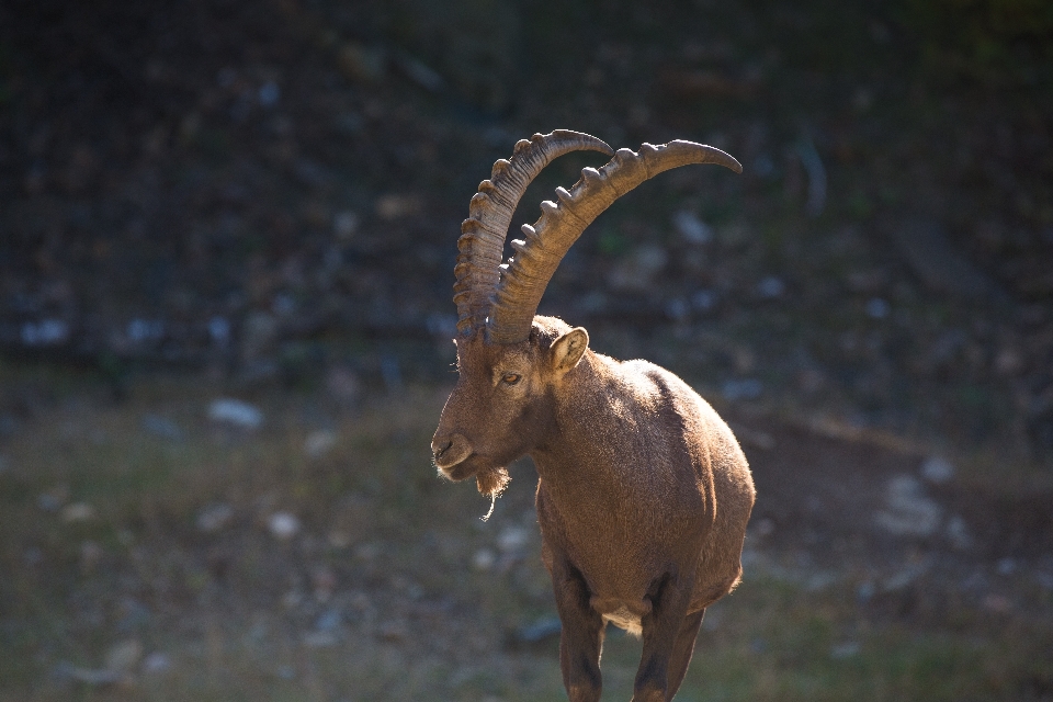 Natur tier tierwelt ziege