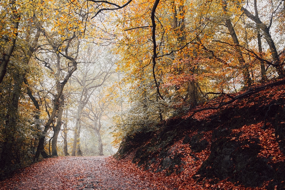 Tree nature forest path