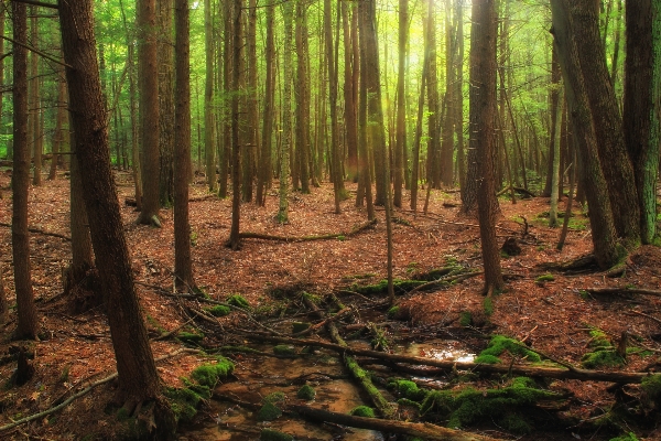 Foto Pohon alam hutan sungai kecil
