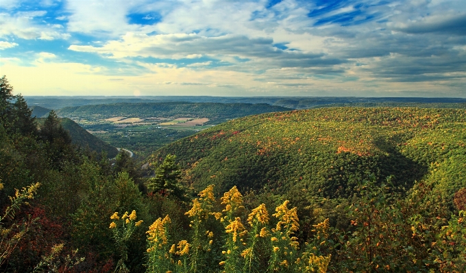 Landscape tree nature forest Photo