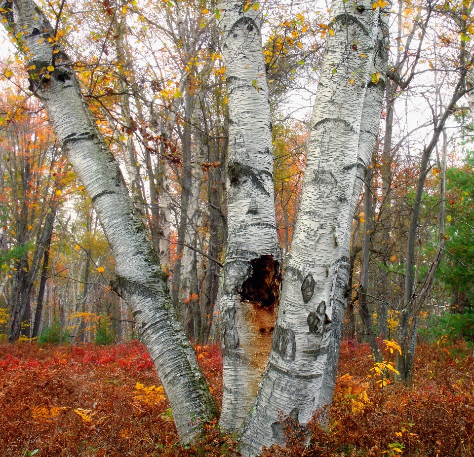 Baum natur wald zweig