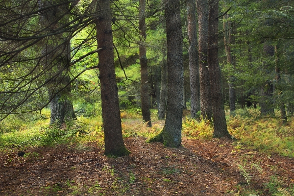 Foto Albero natura foresta selvaggia
