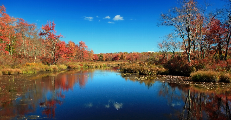 Paisaje árbol naturaleza bosque