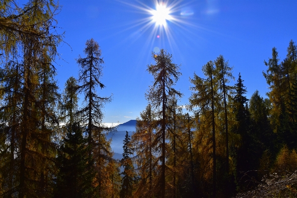 Landscape tree nature forest Photo