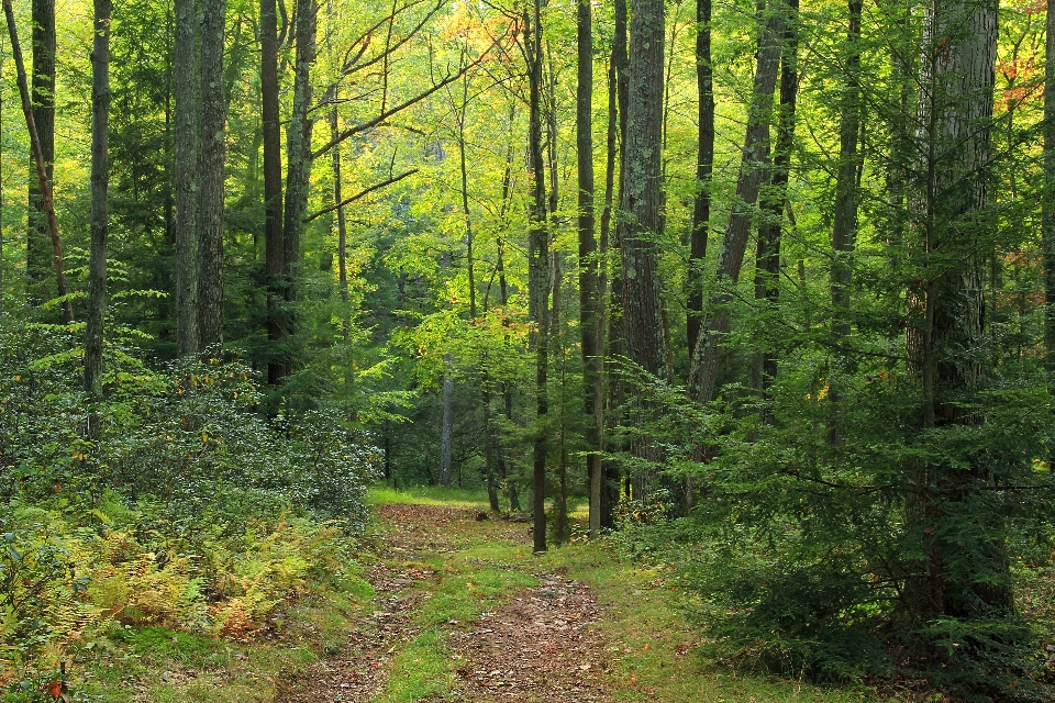 Baum natur wald wildnis
