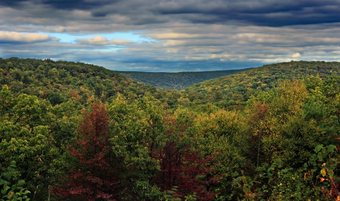 Landscape tree nature forest Photo