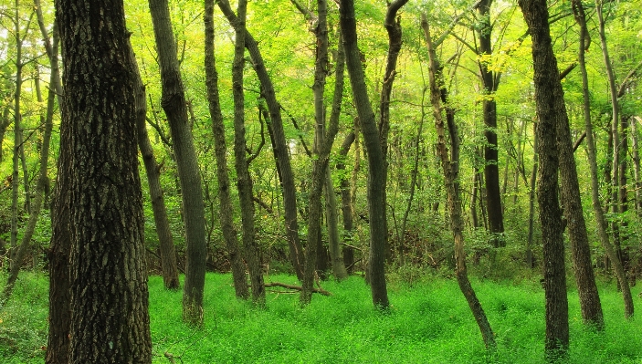 Tree nature forest branch Photo