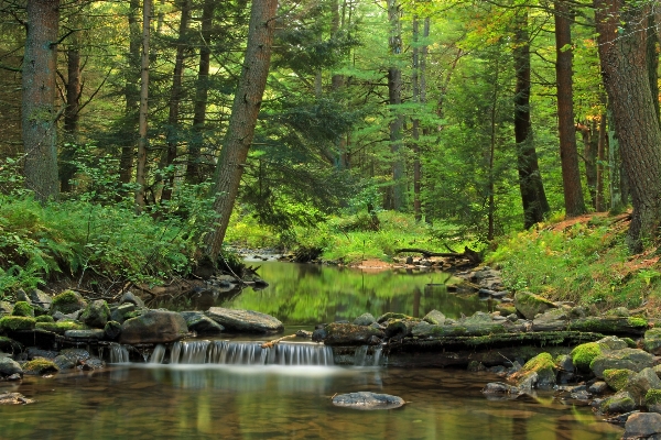 Tree forest waterfall creek Photo