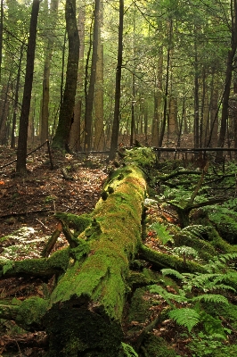 木 自然 森 荒野
 写真