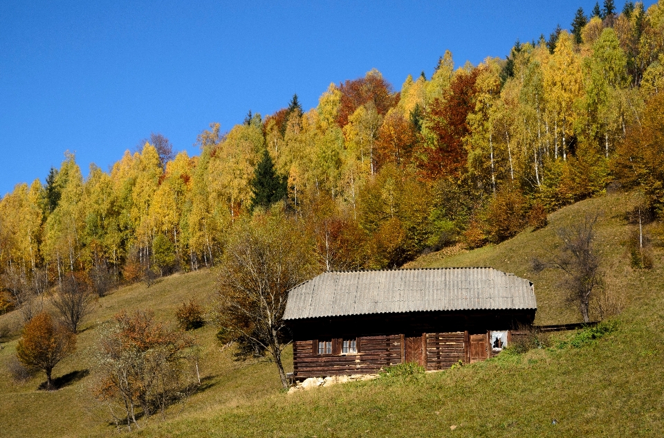 Paisaje árbol naturaleza bosque