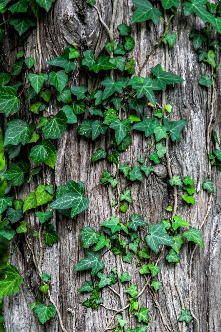 Baum wald zweig anlage