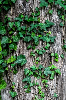 木 森 ブランチ 植物 写真