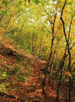 木 自然 森 道 写真