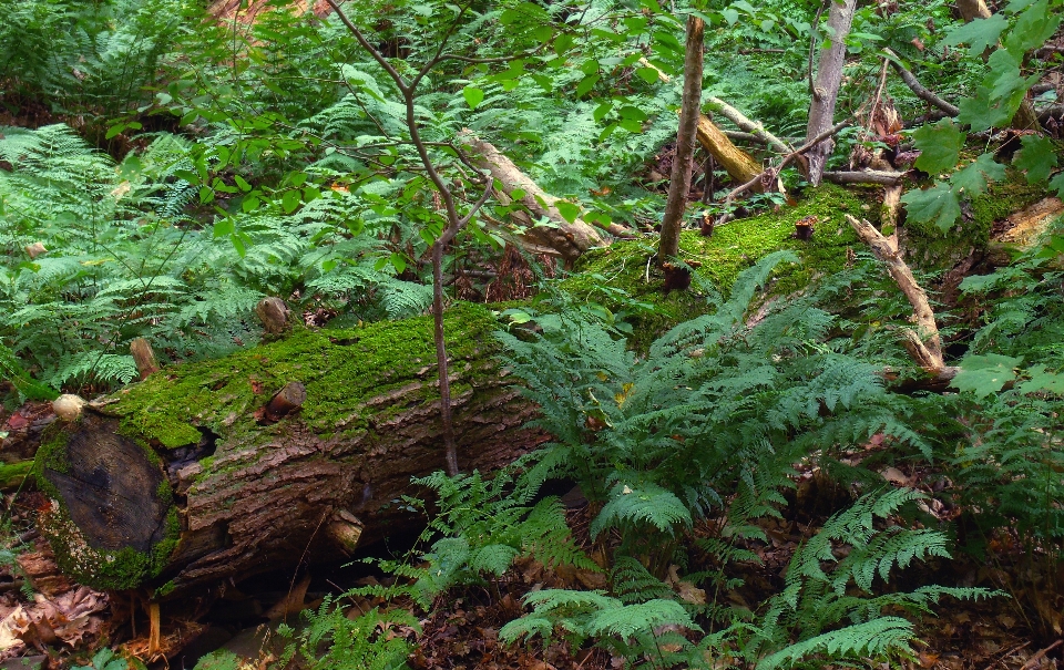 Pohon alam hutan tanaman