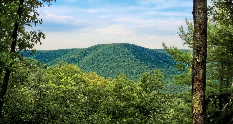 Landscape tree nature forest Photo