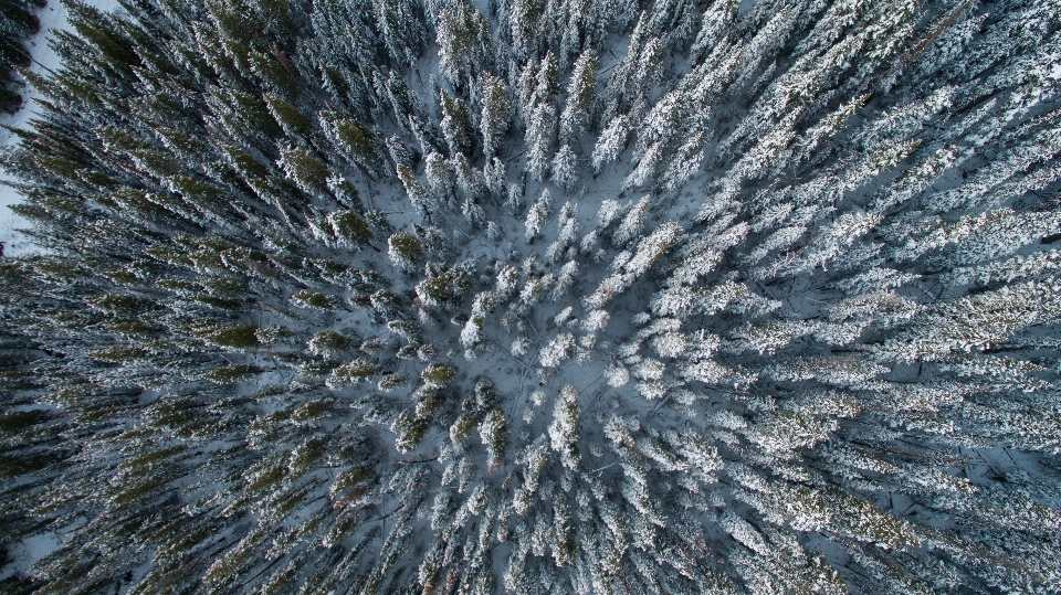 Baum natur wald zweig