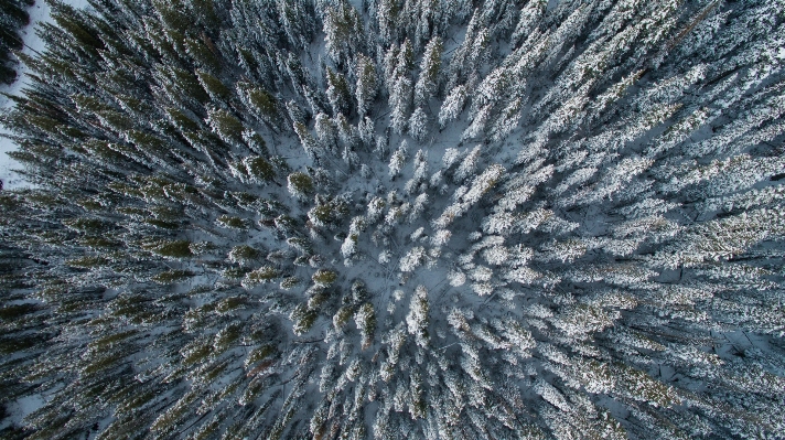 Tree nature forest branch Photo