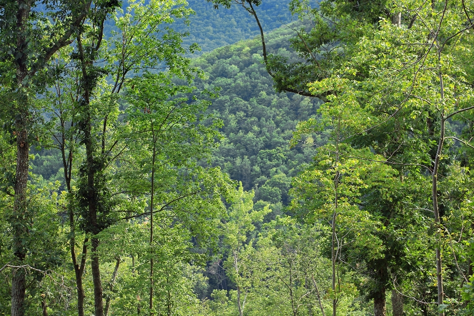 Tree forest wilderness hiking