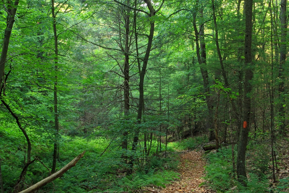 árbol naturaleza bosque camino