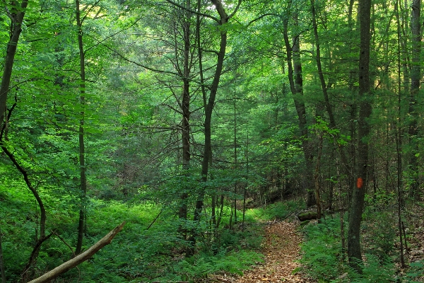 Tree nature forest path Photo