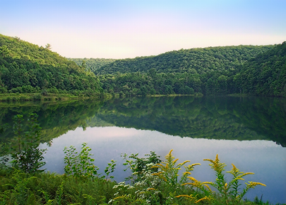 Landscape tree forest wilderness