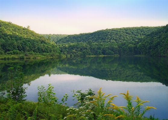 Landscape tree forest wilderness Photo