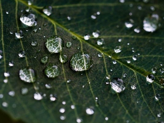 Water nature grass drop Photo