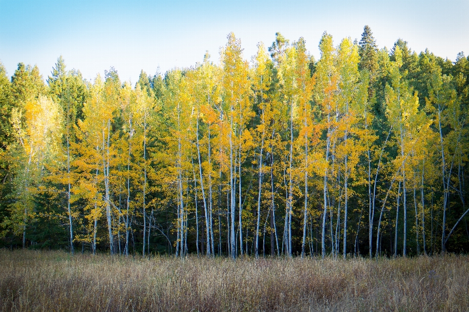 Landscape tree treeline forest