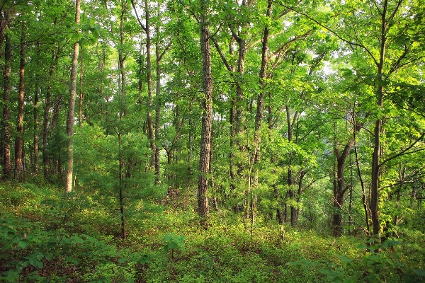 Tree nature forest wilderness Photo