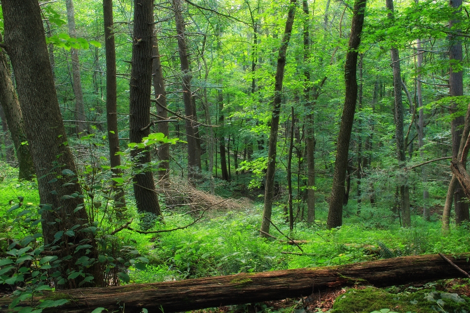 Tree nature forest wilderness