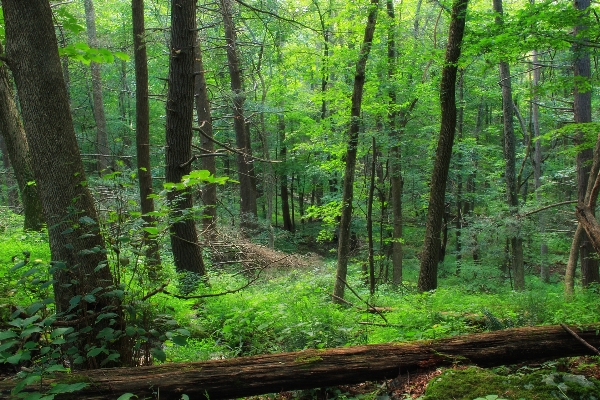 Tree nature forest wilderness Photo