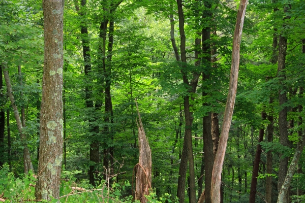 Tree nature forest wilderness Photo