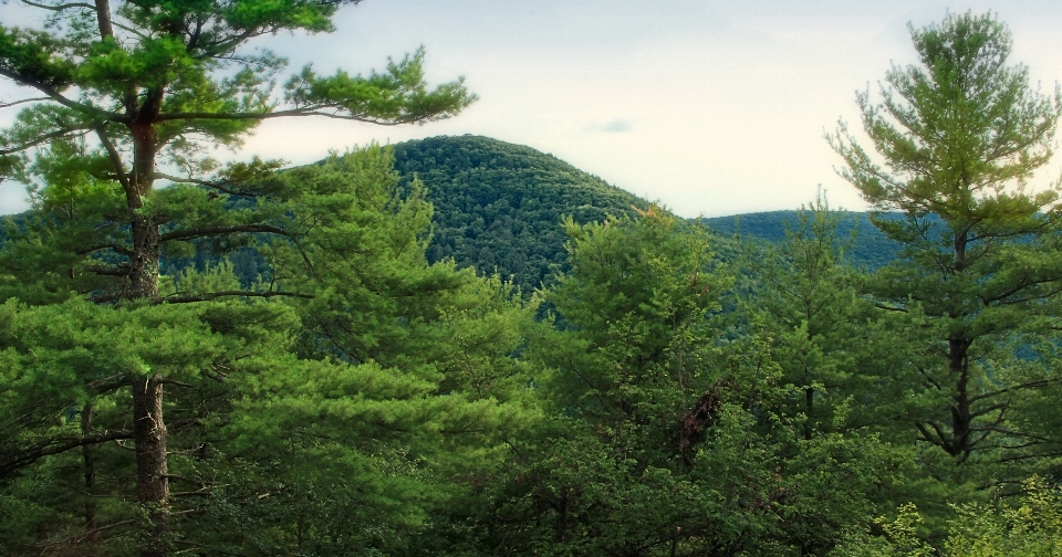 Landscape tree forest wilderness