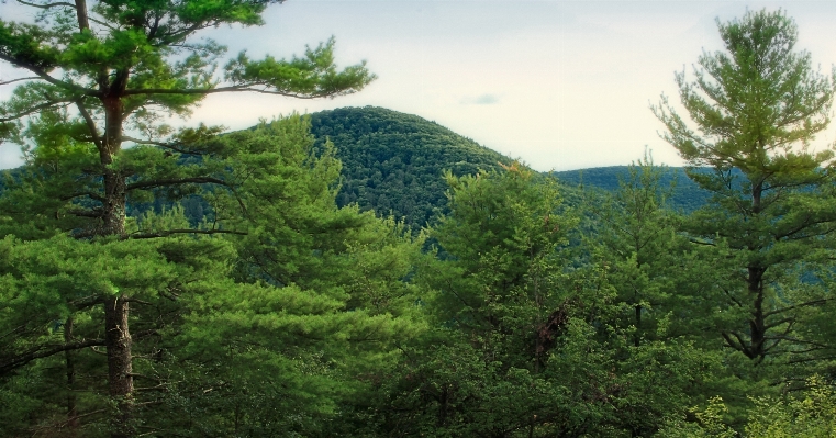 Foto Paesaggio albero foresta natura selvaggia
